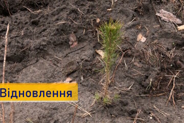 У нацпарку «Святі гори» відновлюють ліс експериментальним способом