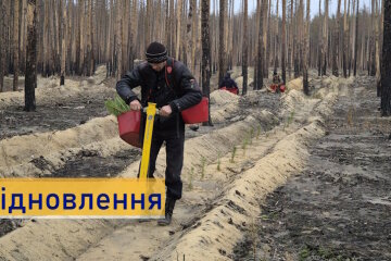 На Донеччині поблизу Лиману відновлюють ліси