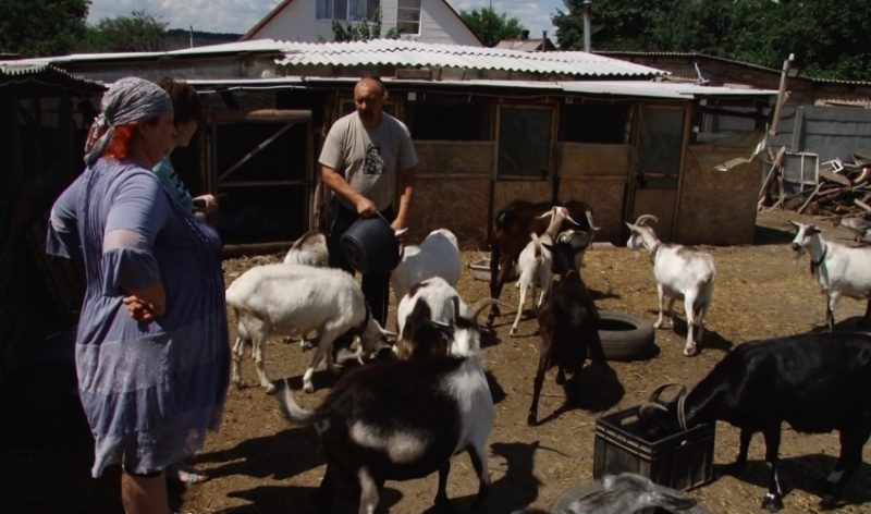 Без ГМО. Еко-ферму на Донеччині організував справжній козак