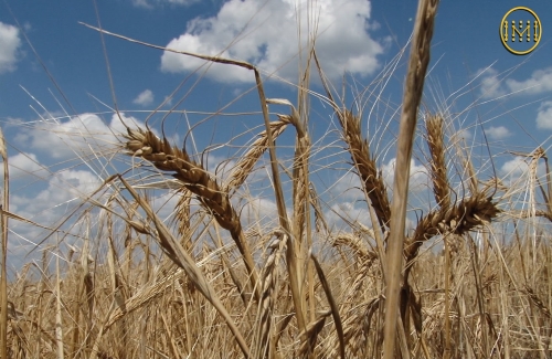 Дощ заважає аграріям зібрати врожай