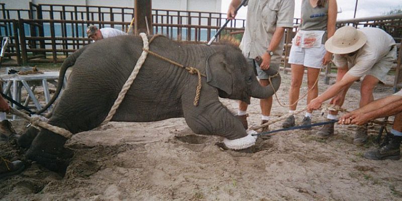 Заборона використання диких тварин у цирках України: законопроекту лишилось пройти випробування Верховною Радою