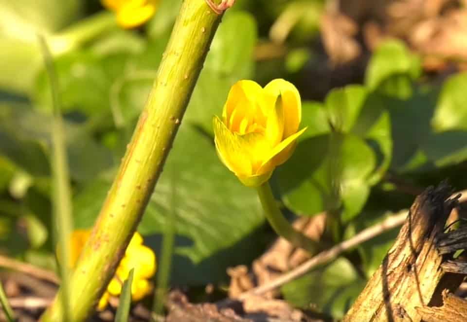 Квітучим степом можна тільки милуватися