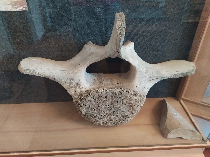 кістка стародавнього слона