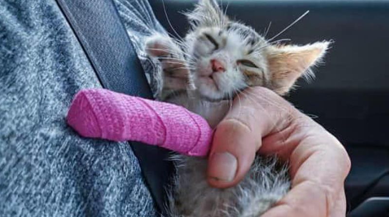 У США опікуються котами, яких рятують від війни в Україні