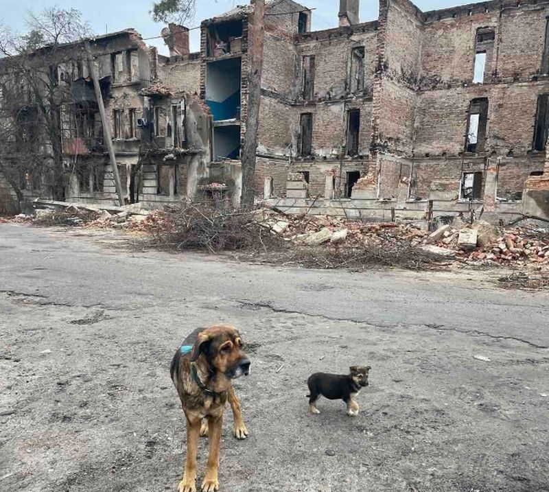 «Дай шанс»: волонтери зі Слов’янська опікуються безпритульними тваринами на деокупованих територіях