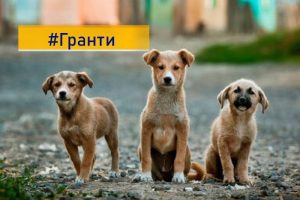 «Допомога хвостикам»: благодійні фонди та волонтери можуть взяти участь у грантовому конкурсі