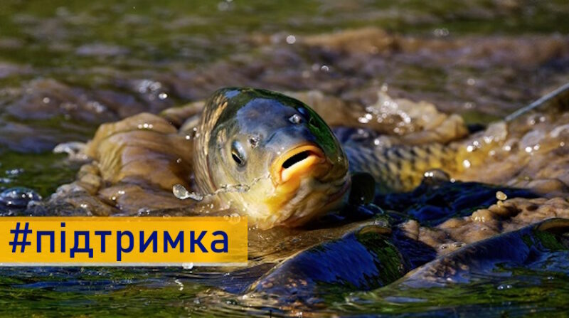 На Донеччині підтримають виробників прісноводної риби