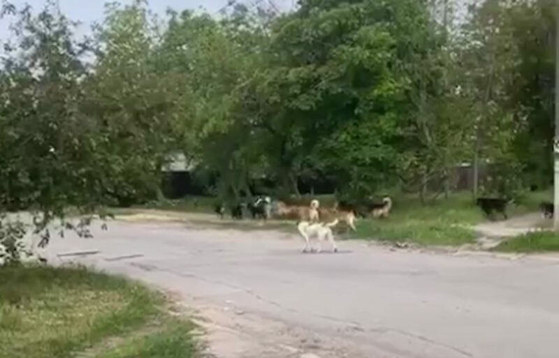 Безпритульні собаки — одна з головних загроз у окупованому Маріуполі