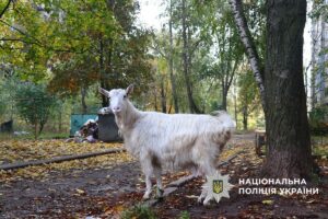 Поліція Костянтинівки працює під постійною загрозою дронів-«ждунів» та проводить евакуацію (фото, відео) - Фото №5