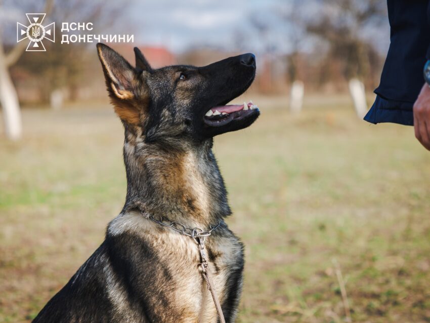 Шукатимуть людей під завалами: на Донеччині створили кінологічний підрозділ (фото) - Фото №1