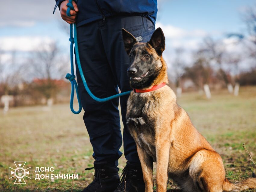 Шукатимуть людей під завалами: на Донеччині створили кінологічний підрозділ (фото) - Фото №4