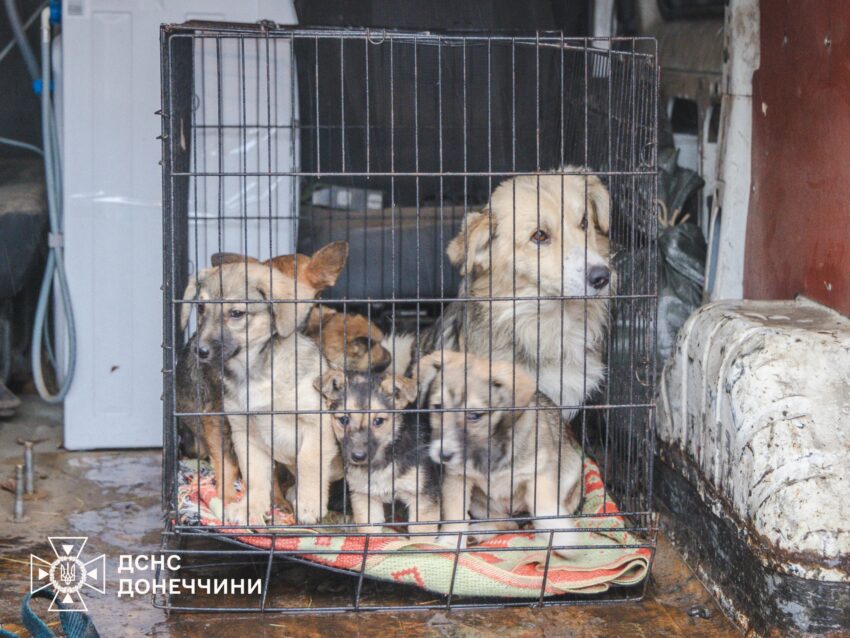 Разом із тваринами: рятувальники евакуювали останню жительку прифронтового села на Донеччині (відео) - Фото №3