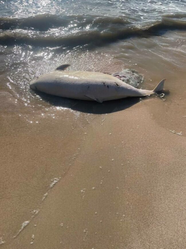 На окупованому узбережжі Азовського моря фіксують масову загибель дельфінів - Фото №2