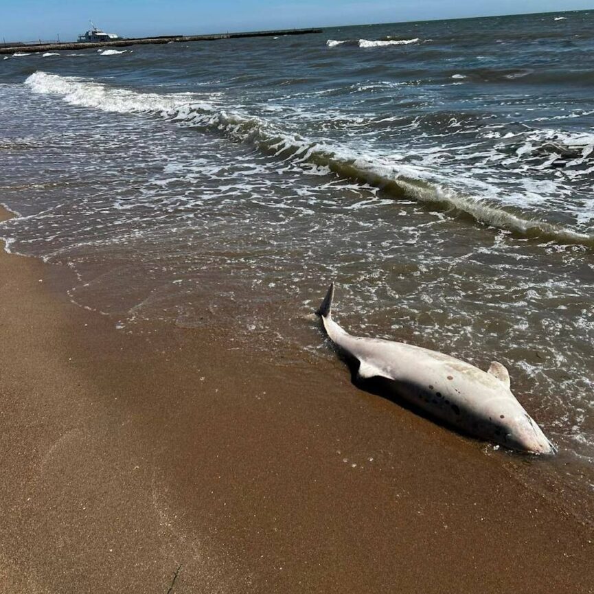 На окупованому узбережжі Азовського моря фіксують масову загибель дельфінів - Фото №1